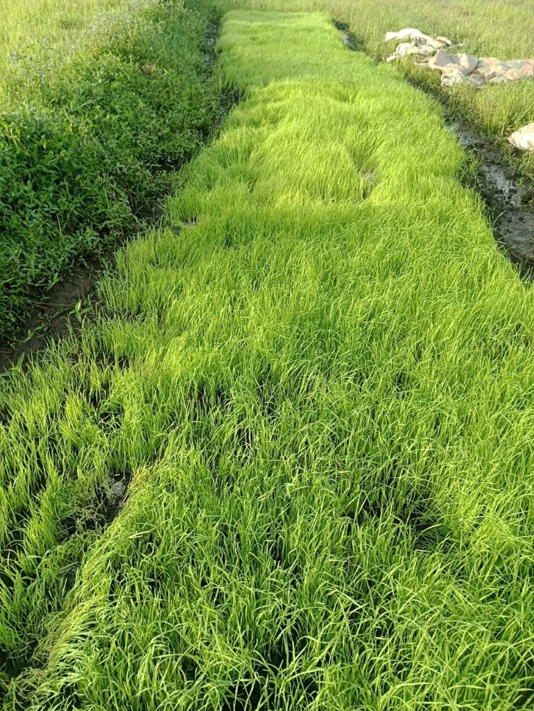 Jeunes Pousses de Riz